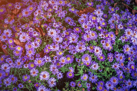 紫色管状木本花卉图片大全(紫色管状木本花卉图片大全欣赏)